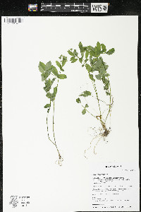 Polemonium reptans image