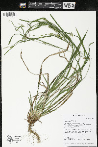 Carex grisea image