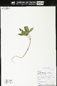 Panax trifolius image