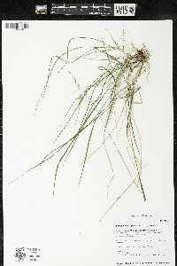 Schizachne purpurascens image