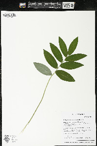 Polygonatum pubescens image