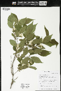 Lonicera maackii image