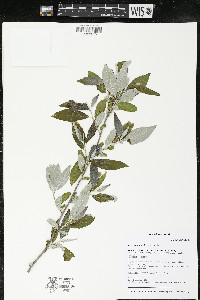 Elaeagnus umbellata image