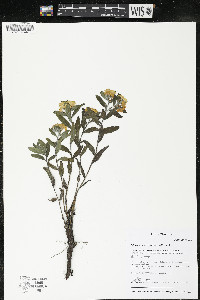 Lithospermum canescens image