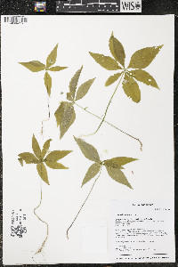 Trientalis borealis image