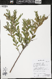 Chamaedaphne calyculata image