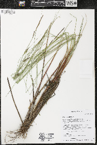 Carex lasiocarpa image