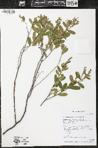 Chamaedaphne calyculata image