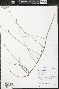 Carex chordorrhiza image