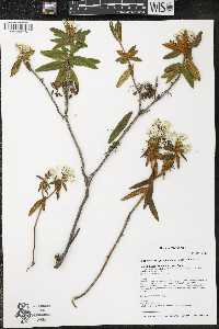 Rhododendron groenlandicum image