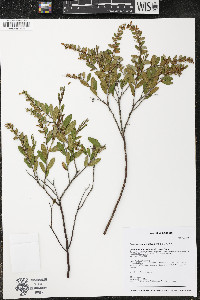 Chamaedaphne calyculata image