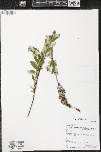 Spiraea tomentosa image