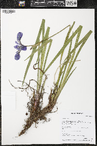 Iris versicolor image