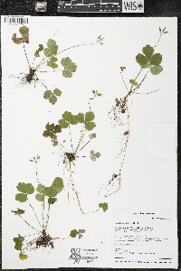 Coptis trifolia image