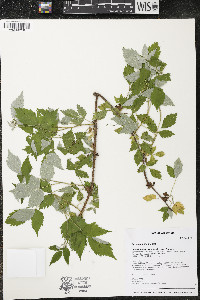 Rubus pubescens image