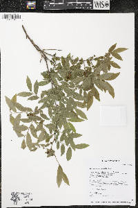 Vaccinium myrtilloides image