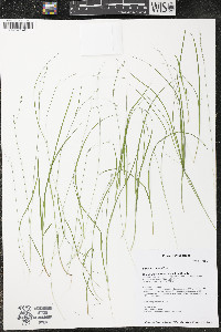 Carex trisperma image