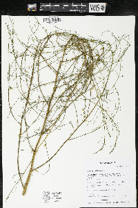 Asparagus officinalis image