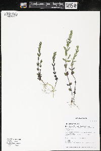 Scutellaria parvula image