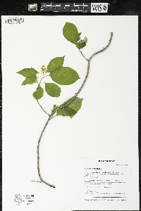 Celastrus scandens image