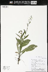 Borodinia canadensis image