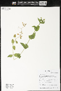 Stellaria aquatica image