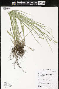 Carex normalis image