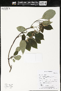 Cornus alternifolia image