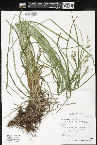 Carex sprengelii image
