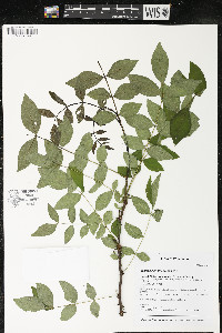 Zanthoxylum americanum image