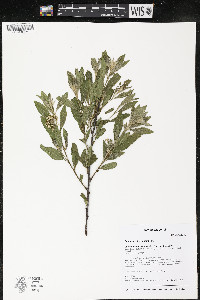 Ceanothus herbaceus image