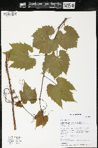 Vitis riparia image