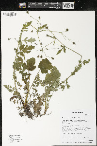 Geum vernum image