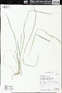 Poa alsodes image