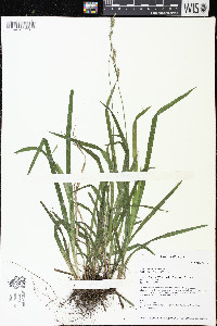 Carex hirtifolia image