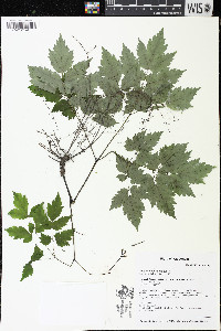 Actaea pachypoda image