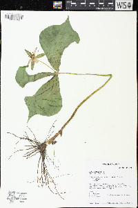 Trillium flexipes image