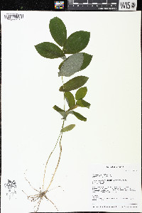 Uvularia grandiflora image