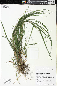 Schizachne purpurascens image