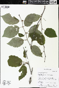 Betula alleghaniensis image