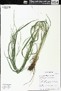 Festuca subverticillata image