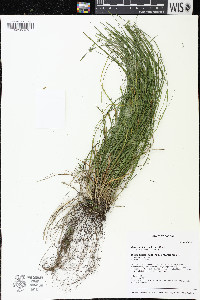 Carex radiata image