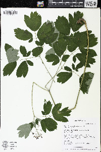 Caulophyllum thalictroides image