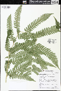 Dryopteris goldieana image