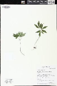 Anemone quinquefolia image