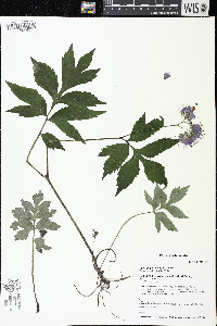 Hydrophyllum virginianum image