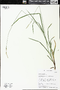 Carex hirtifolia image