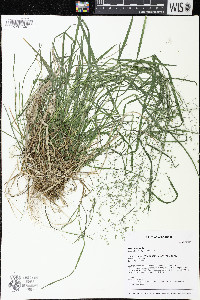 Poa nemoralis image