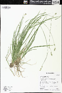 Carex deweyana image