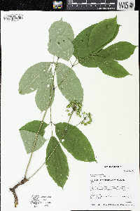 Aralia nudicaulis image